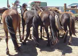 Beautiful Butts of Alfasaga