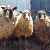 Sheep of Alfasaga Farm