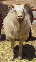 Alfasaga Icelandic Sheep